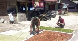 Babinsa Bantu Warga Jemur Cengkeh, Dorong Peningkatan Kualitas Hasil Panen di Sabang