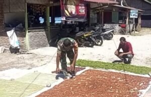 Babinsa Bantu Warga Jemur Cengkeh, Dorong Peningkatan Kualitas Hasil Panen di Sabang