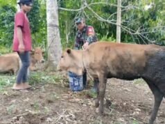 Dukung Swasembada Pangan, Babinsa Krueng Raya Jalin Komunikasi dan Beri Motivasi Peternak