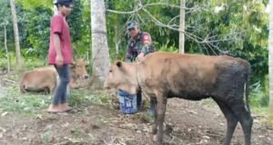 Dukung Swasembada Pangan, Babinsa Krueng Raya Jalin Komunikasi dan Beri Motivasi Peternak