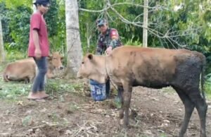 Dukung Swasembada Pangan, Babinsa Krueng Raya Jalin Komunikasi dan Beri Motivasi Peternak