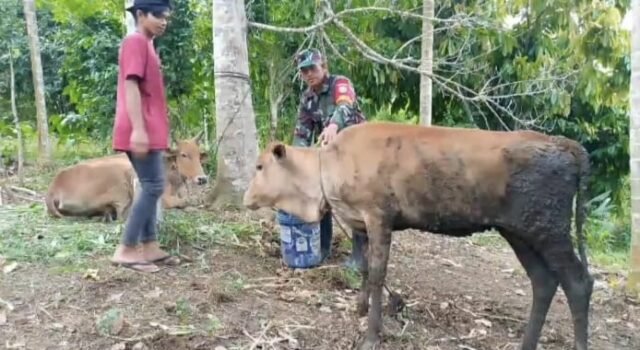 Dukung Swasembada Pangan, Babinsa Krueng Raya Jalin Komunikasi dan Beri Motivasi Peternak