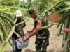 Babinsa Koramil 01/Sukajaya Dorong Pengembangan Budidaya Buah Naga di Gampong Jaboi