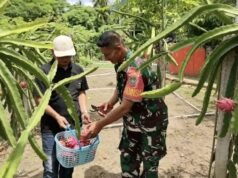 Babinsa Koramil 01/Sukajaya Dorong Pengembangan Budidaya Buah Naga di Gampong Jaboi