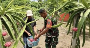 Babinsa Koramil 01/Sukajaya Dorong Pengembangan Budidaya Buah Naga di Gampong Jaboi