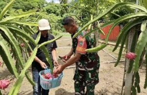 Babinsa Koramil 01/Sukajaya Dorong Pengembangan Budidaya Buah Naga di Gampong Jaboi