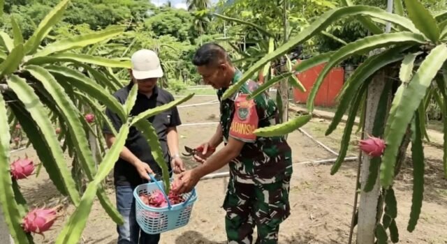 Babinsa Koramil 01/Sukajaya Dorong Pengembangan Budidaya Buah Naga di Gampong Jaboi