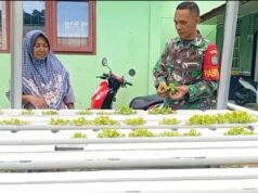 Babinsa Aneuk Laot Dampingi Warga Kembangkan Hidroponik, Dukung Ketahanan Pangan Wilayah Binaan
