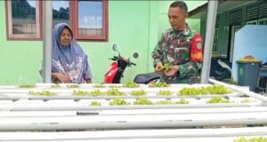 Babinsa Aneuk Laot Dampingi Warga Kembangkan Hidroponik, Dukung Ketahanan Pangan Wilayah Binaan