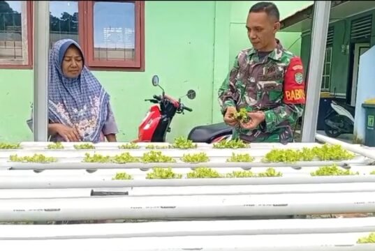 Babinsa Aneuk Laot Dampingi Warga Kembangkan Hidroponik, Dukung Ketahanan Pangan Wilayah Binaan