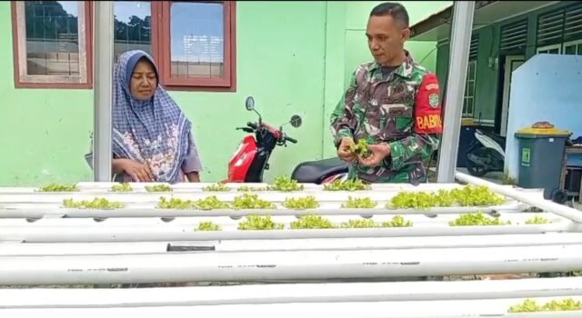 Babinsa Aneuk Laot Dampingi Warga Kembangkan Hidroponik, Dukung Ketahanan Pangan Wilayah Binaan