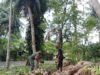 Kebersamaan TNI dan Rakyat, Babinsa Keuneukai Bantu Petani Kelapa di Jurong Lhok