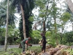 Kebersamaan TNI dan Rakyat, Babinsa Keuneukai Bantu Petani Kelapa di Jurong Lhok