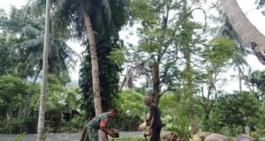 Kebersamaan TNI dan Rakyat, Babinsa Keuneukai Bantu Petani Kelapa di Jurong Lhok