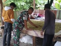 Babinsa Jaboi Turun ke Kebun, Bantu Petani Pilah Cengkeh Demi Tingkatkan Kualitas Hasil Panen