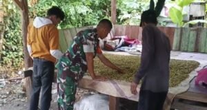 Babinsa Jaboi Turun ke Kebun, Bantu Petani Pilah Cengkeh Demi Tingkatkan Kualitas Hasil Panen