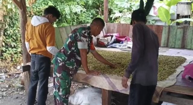 Babinsa Jaboi Turun ke Kebun, Bantu Petani Pilah Cengkeh Demi Tingkatkan Kualitas Hasil Panen
