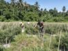 Panen Cabai Merah BUMG Cot Ba’U Sukses, Babinsa Hadir Perkuat Ekonomi Warga dan Ketahanan Pangan