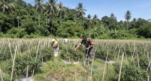 Panen Cabai Merah BUMG Cot Ba’U Sukses, Babinsa Hadir Perkuat Ekonomi Warga dan Ketahanan Pangan