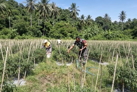 Panen Cabai Merah BUMG Cot Ba’U Sukses, Babinsa Hadir Perkuat Ekonomi Warga dan Ketahanan Pangan