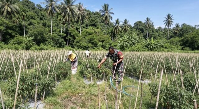 Panen Cabai Merah BUMG Cot Ba’U Sukses, Babinsa Hadir Perkuat Ekonomi Warga dan Ketahanan Pangan