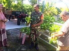 Babinsa Paya Dampingi Panen Sawi Hidroponik, Hasilkan Sayuran Sehat Bernilai Ekonomi