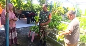 Babinsa Paya Dampingi Panen Sawi Hidroponik, Hasilkan Sayuran Sehat Bernilai Ekonomi
