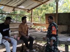Kunjungi Kebun Saat Panen, Babinsa Iboih Dukung Produktivitas Petani Cengkeh