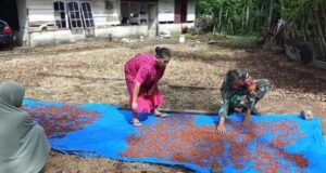Babinsa Paya Seunara Bantu Warga Jemur Cengkeh, Wujud Nyata Kemanunggalan TNI dan Rakyat