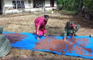 Babinsa Paya Seunara Bantu Warga Jemur Cengkeh, Wujud Nyata Kemanunggalan TNI dan Rakyat
