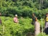 Babinsa Beurawang Bersama Bhabinkamtibmas Dampingi Petani Cabai, Wujudkan Ketahanan Pangan di Wilayah
