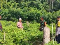 Babinsa Beurawang Bersama Bhabinkamtibmas Dampingi Petani Cabai, Wujudkan Ketahanan Pangan di Wilayah