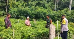 Babinsa Beurawang Bersama Bhabinkamtibmas Dampingi Petani Cabai, Wujudkan Ketahanan Pangan di Wilayah