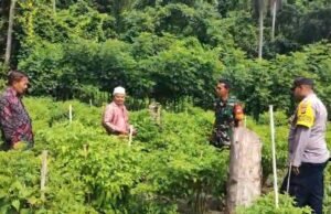 Babinsa Beurawang Bersama Bhabinkamtibmas Dampingi Petani Cabai, Wujudkan Ketahanan Pangan di Wilayah