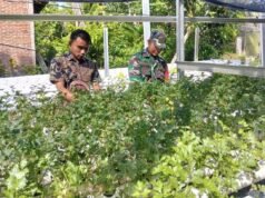 Babinsa Paya Seunara Dampingi Petani Hidroponik, Dukung Pengembangan Budidaya Seledri