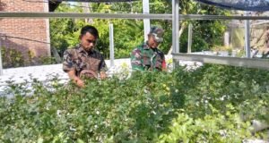Babinsa Paya Seunara Dampingi Petani Hidroponik, Dukung Pengembangan Budidaya Seledri