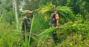 Pererat Kemanunggalan TNI-Rakyat, Babinsa Bantu Warga Cari Pakan Sapi