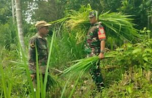 Pererat Kemanunggalan TNI-Rakyat, Babinsa Bantu Warga Cari Pakan Sapi