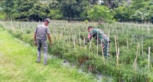 Panen Bersama Warga, Babinsa Cot Ba’U Wujudkan Kedekatan dengan Petani