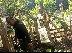 Babinsa Gampong Paya Bantu Petani Panen Cengkeh, Wujud Nyata Kepedulian TNI kepada Masyarakat