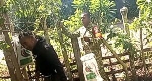 Babinsa Gampong Paya Bantu Petani Panen Cengkeh, Wujud Nyata Kepedulian TNI kepada Masyarakat
