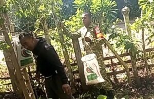 Babinsa Gampong Paya Bantu Petani Panen Cengkeh, Wujud Nyata Kepedulian TNI kepada Masyarakat