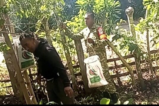 Babinsa Gampong Paya Bantu Petani Panen Cengkeh, Wujud Nyata Kepedulian TNI kepada Masyarakat