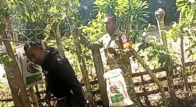 Babinsa Gampong Paya Bantu Petani Panen Cengkeh, Wujud Nyata Kepedulian TNI kepada Masyarakat