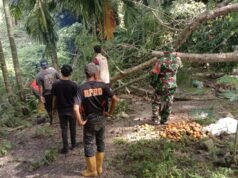 Babinsa Koramil 01/Sukajaya Bersama BNPB Sigap Evakuasi Pohon Tumbang Timpa Rumah Warga di Balohan