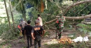 Babinsa Koramil 01/Sukajaya Bersama BNPB Sigap Evakuasi Pohon Tumbang Timpa Rumah Warga di Balohan