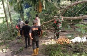 Babinsa Koramil 01/Sukajaya Bersama BNPB Sigap Evakuasi Pohon Tumbang Timpa Rumah Warga di Balohan