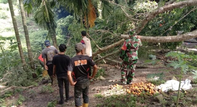Babinsa Koramil 01/Sukajaya Bersama BNPB Sigap Evakuasi Pohon Tumbang Timpa Rumah Warga di Balohan