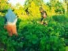 Perkuat Swasembada Pangan, Babinsa Krueng Raya Dampingi Petani Kacang Hijau