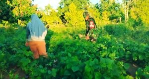 Perkuat Swasembada Pangan, Babinsa Krueng Raya Dampingi Petani Kacang Hijau